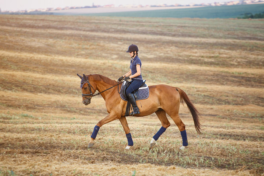 Um die Faszien gesund zu erhalten, sollen Pferde stets ohne Stress und in Losgelassenheit trainiert werden, gerne auch auf unterschiedlichen Böden. | © imago