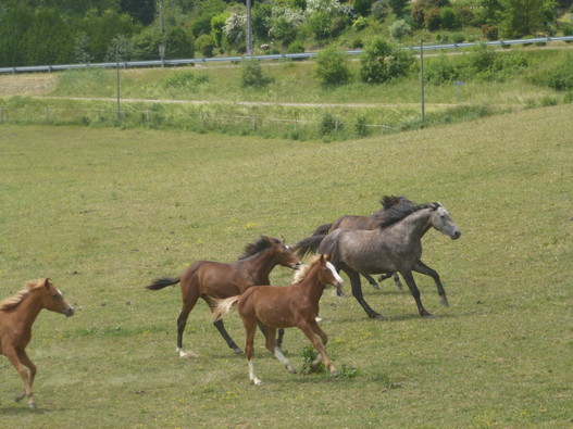 Les sprints courts sont importants pour la croissance osseuse des jeunes chevaux. | © HAFL