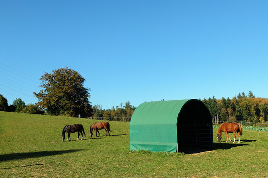 En été, les chevaux apprécient tout particulièrement un abri ombragé pour les protéger du soleil.  