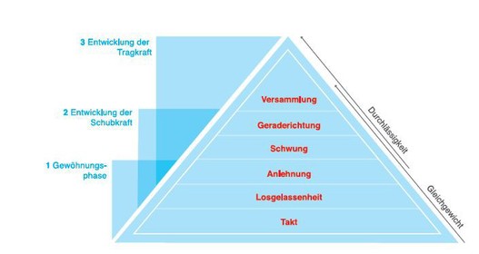 Die Ausbildungsskala. / Illustration: Andrea Heimgartner, basierend auf den Richtlinien für Reiten und Fahren der Deutschen Reiterlichen Vereinigung.