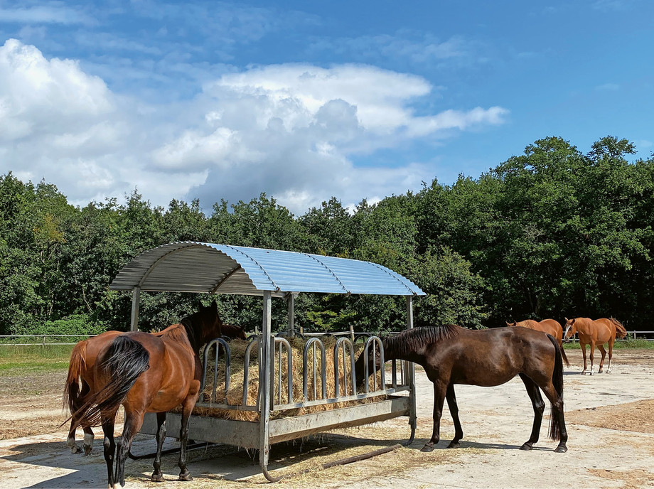 Pferdehaltung im Freien <br />Détention de chevaux à l’air libre