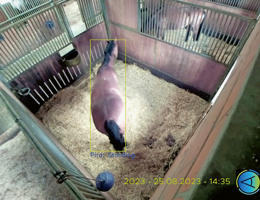 Die KI-Kamera erfasst die Position und die Aktivität des Pferdes. | © Acaris