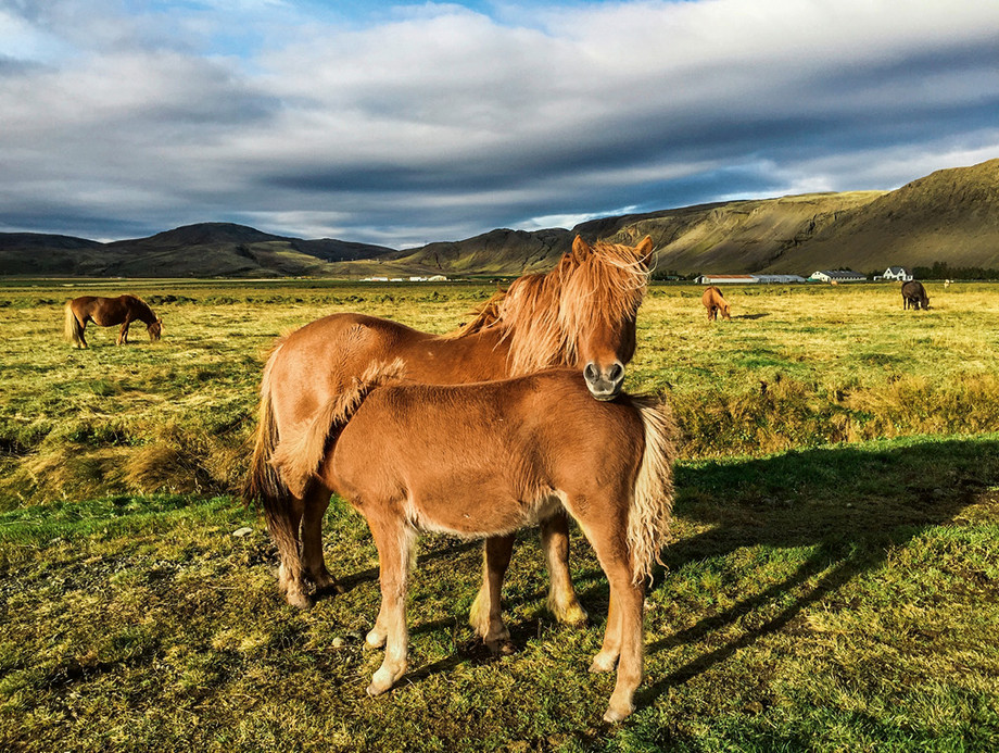 Des Islandais dans le paysage impressionnant de leur pays d’origine.