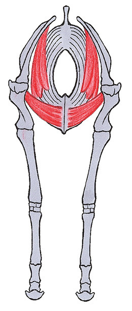 Die schlingenartige Verbindung zwischen Vordergliedmassen und Brustkorb wird als Schultergürtel bezeichnet. Diese Konstruktion aus Bindegewebe und Muskeln soll den Rumpf gegen die Gravitation stabilisieren. (Bild: Vetsuisse-Fakultät, UZH / Haab)