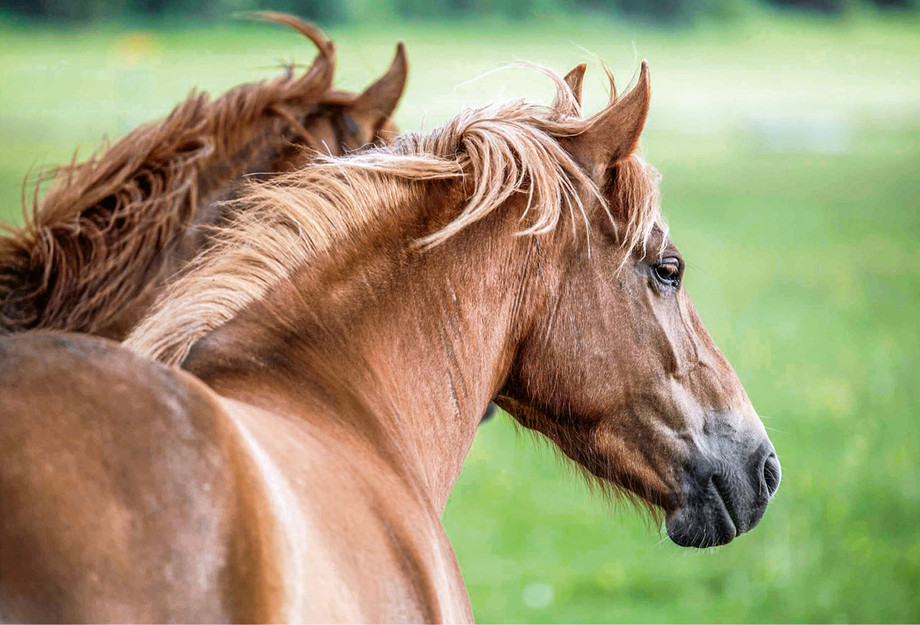 Unabhängig von der gewählten Entwöhnungsmethode braucht das Fohlen die Anwesenheit von anderen Pferden, um sich zu beruhigen.  |  © Agroscope