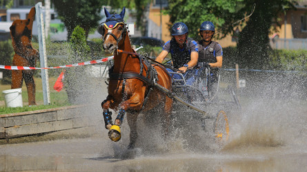 Tierschutz – Schweizerischer Verband für Pferdesport bekommt gute Noten