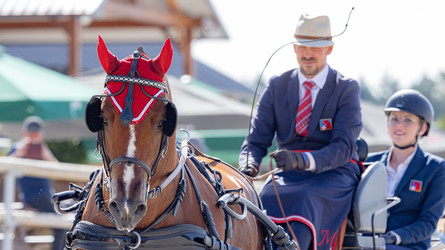 Mario Gandolfo présente le nouveau champion du monde des chevaux d'attelage de 6 ans