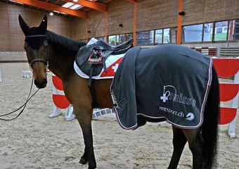 Paul Estermanns Castlefield Eclipse präsentiert die neue SVPS Ausstattung für Championatspferde. (Bild: reitsport.ch)