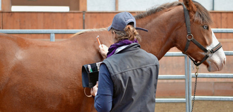 Beim taktilen Sensibilitätstest wird die Neigung eines Pferdes, auf verschiedene taktile Stimuli zu reagieren, evaluiert. | © Agroscope