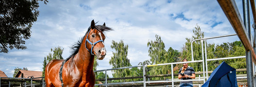 Quel trait de personnalité caractérise un cheval qui tique à l’air?