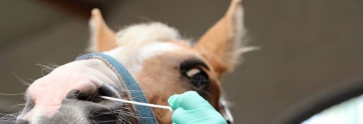 Equines Herpesvirus: SVPS verhängt Turnierstopp in der Schweiz