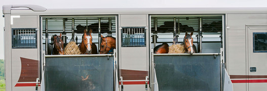Auslandfahrten mit dem Pferd: Nichts mit Dolcefarniente