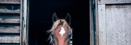 Participez! Quelle est le niveau d’activité des chevaux détenus en boxe?