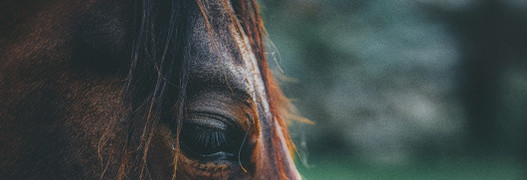 Pferdesport und Coronavirus: Der SVPS-Präsident Charles Trolliet wendet sich an die Schweizer Pferdewelt
