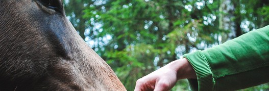 Coronavirus: Sind unsere Pferde vor dem Virus sicher?