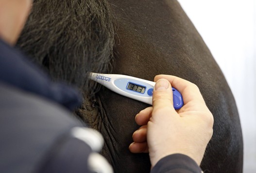 Lors de chaque concours se déroulant sur le continent européen, il est obligatoire d’utiliser l’application FEI HorseApp pour la saisie de la température du cheval.  | © imago