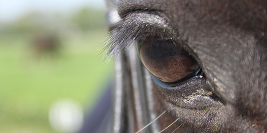 oeil d'un cheval