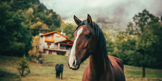 Pferd in der Natur