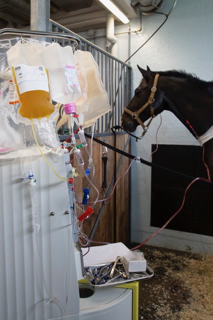 Un cheval en bonne santé peut compenser sans problème un don de huit à dix litres de sang. | © Université de Zurich
