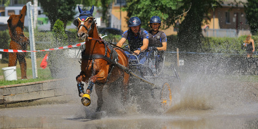 Aux championnats suisses d'attelage à Berne, la PSA a pu observer des chevaux contents. | © Brigitte Gfeller