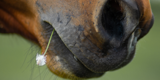 Photo d'un cheval avec une fleur dans la bouche