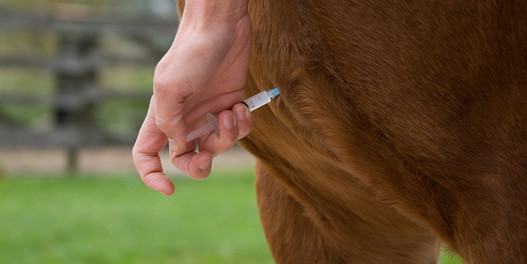 Pferd beim Impfen