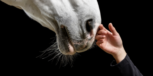 Pferd, das die Hand eines Menschen berührt.