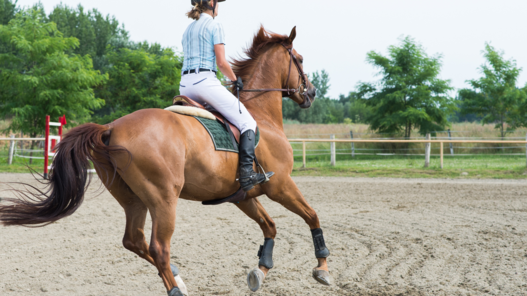 Avant de sauter un obstacle, le cheval a besoin d'une certaine liberté de mouvement de la tête pour pouvoir évaluer visuellement l’obstacle. | © Canva