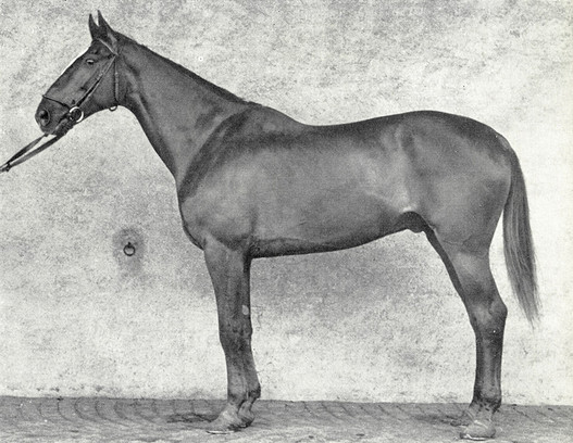 Le cheval olympique Va Vite de William de Rham, 1954 (photo : Cornaz) 