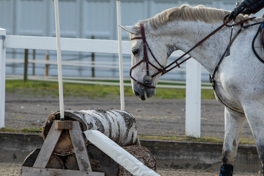 Im Modul Jungpferdeausbildung erfahren die Lehrgangsteilnehmer, wie sie junge oder unerfahrene Pferde an neue Aufgaben heranführen. © Nicole Basieux 
