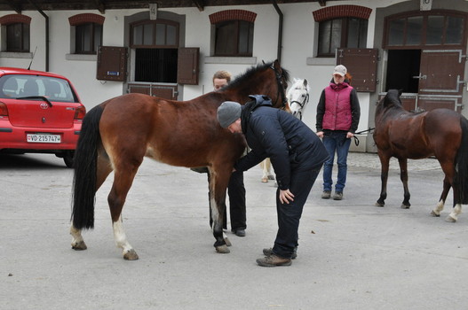 Marc Trump, le vétérinaire de la discipline, a méticuleusement contrôlé chaque cheval et poney / Photo: Claudia A. Spitz