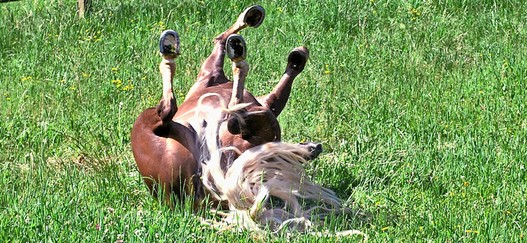 Die häufigsten Erkrankungen bei Pferden betreffen die Atmungsorgane, die Verdauungsorgane und den Bewegungsapparat.