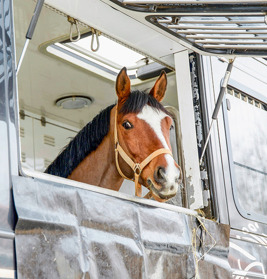 Si le passage en douane du cheval est bien préparé, le cheval et son accompagnant voyagent sans stress et n’auront que peu de temps d’attente.