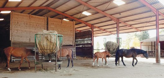 Dans l’exploitation du couple Hürzeler, l’écurie en stabulation libre propose également un vaste espace réservé au chevaux. La détention en troupeau d’un étalon reproducteur ne peut que fonctionner si les chevaux disposent de suffisamment de place.