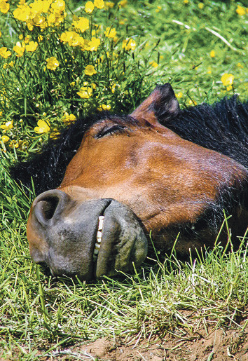 Le sommeil profond et détendu est important pour le bien-être du cheval. 