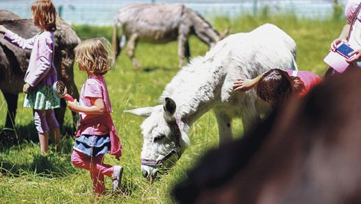 Kinder erfreuten sich an den Eseln. 