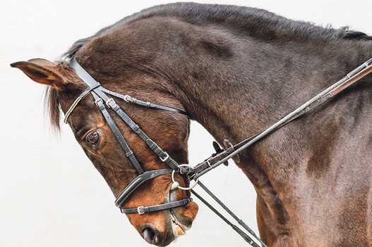Mise en scène: Les rênes allemandes sont interdites lors de manifestations organisées sous l’égide de la Fédération Suisse des Sports Equestres.