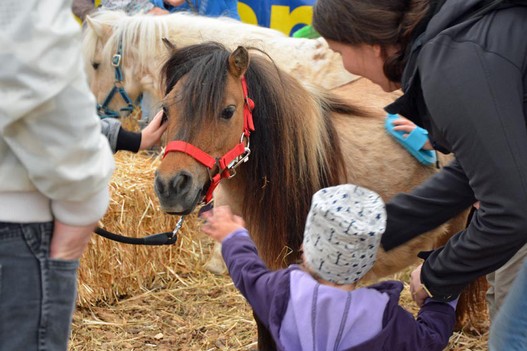 Pour de nombreux enfants, la visite dans l’enclos des poneys était somme toute le premier contact direct avec des chevaux. 