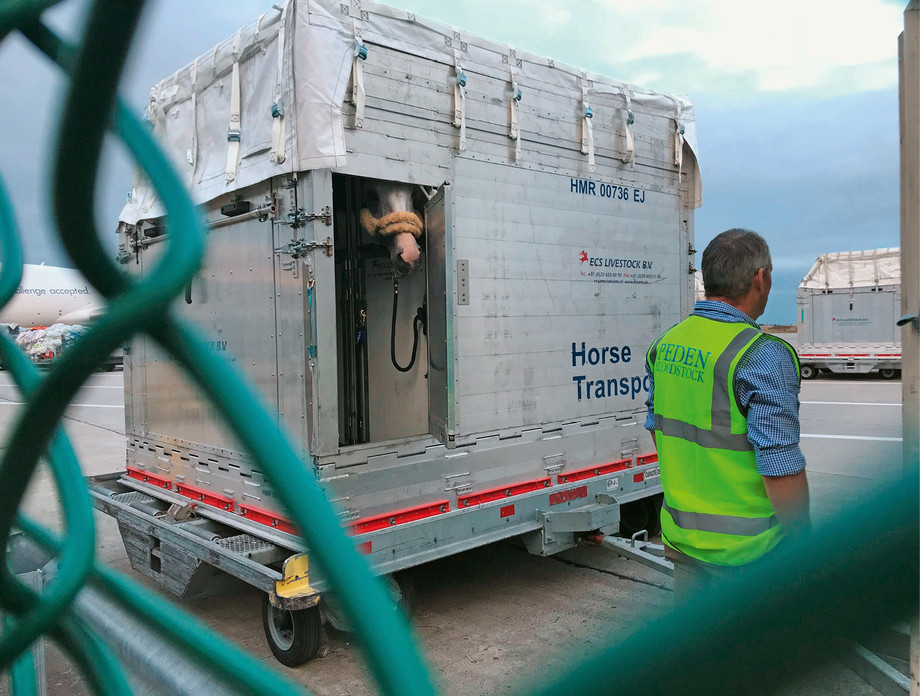 Bereit zum Boarding: Solche Transportboxen werden schliesslich im Frachtraum des Cargo-Flugzeugs verstaut. (Foto: Peden Bloodstock GmbH)