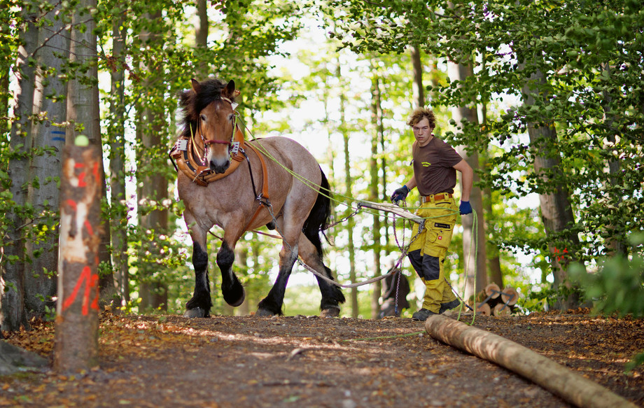 Das traditionelle Nutztier Pferd gibt es in der Schweiz kaum noch. (Foto: IMAGO / Future Image)