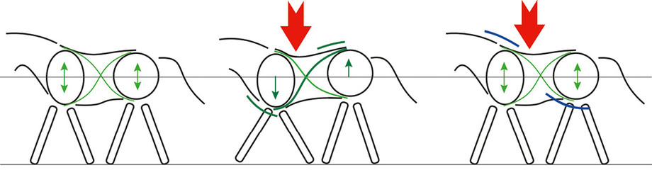 Abb. 2: Das junge Pferd ist grundsätzlich im Gleichgewicht (Bild links). Wenn ein Reiter auf seinem vorderen Rücken Platz nimmt (Bild Mitte), wird dessen Gewicht den vorderen Rumpfbereich des Pferdes zwischen den Schultern nach unten drücken. Das Pferd braucht nun die Muskeln, die den Rumpf zurückhalten (dunkelgrüne Muskeln), damit der Rücken sich nicht absenkt. Werden die aktiven Muskeln (blau) nicht spezifisch trainiert, werden die dunkelgrünen Muskeln, die den Rumpf zurückhalten, gestärkt und das Ungleichgewicht im Pferdekörper wird noch ausgeprägter. Dabei gilt zu beachten, dass wenn die Muskeln, welche die Wirbelsäule halten, nicht kräftig genug sind, der Rücken schliesslich vorne UND hinten absinken wird. Damit das Pferd unter dem Reiter ins Gleichgewicht kommt (Bild rechts), müssen die blauen Muskeln ausgebildet werden, d.h. jene Muskeln, die den Brustkorb zwischen den Schultern anheben (Anheben des Widerrists), und jene, die für die Tragkraft der Hinterhand verantwortlich sind. Es müssen also alle Muskeln, die den Reiter tragen, gleichzeitig trainiert werden. (Foto: Simone Ravenel Kohler)