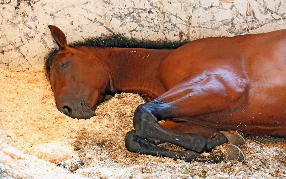 Alle Pferde, auch jene, die im Spitzensport eingesetzt werden, müssen regelmässig Gelegenheit zum Tiefschlaf haben. Hierzu müssen sich die Pferde hinlegen können. <br /> <br />Tous les chevaux, y compris ceux de sport de haut niveau, ont besoin d’occasions régulières d’entrer dans un sommeil profond qui nécessite de s’allonger complètement.