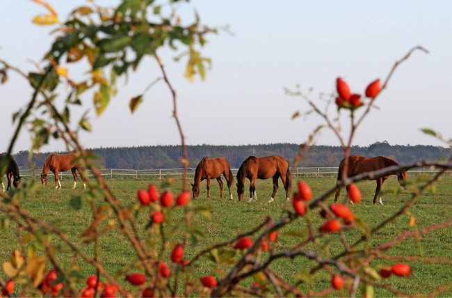 Im Herbst bieten Hagebutten einen farbigen Knabberspass. (Foto: Imago)