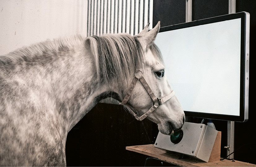 Pour débuter une session, le cheval devait appuyer sur le bouton vert, ce qui faisait apparaitre les symboles sur l’écran.  |  © Marie Roig-Pons