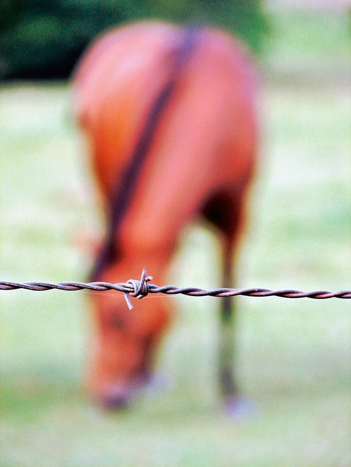 Dans le domaine de la détention de chevaux, il est interdit dans la plupart des cas de clôturer des enclos avec du fil de fer barbelé (art. 63 OPan). Or ici, une intervention juridique de la FSSE n’est pas possible.  |  imago