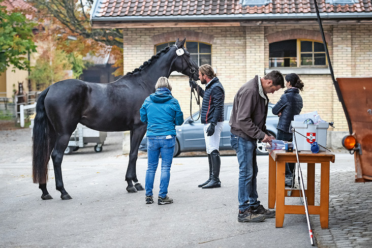 Jedes Pferd absolviert am Feldtest eine Eingangskontrolle. | © Katja Stuppia