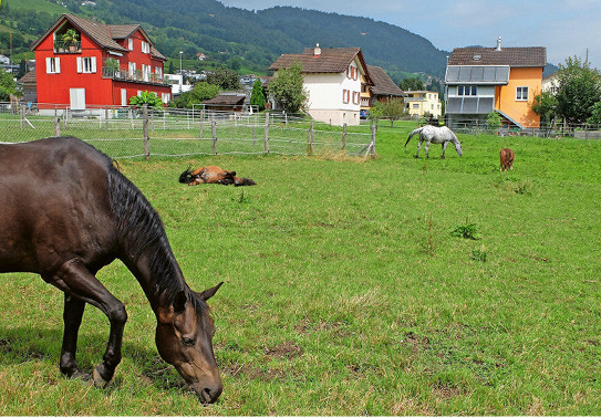 Les exigences envers les exploitants d’écuries augmentent lorsque les chevaux et les poneys ont un accès commun au pré. | © Thomas Frei