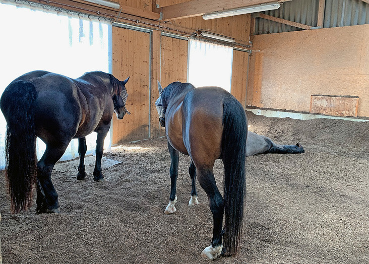 L’aire de repos revêt une grande importance dans la détention en groupe: les chevaux doivent pouvoir se reposer sans être dérangés et ne doivent aucunement risquer d’être blessés. | © Thomas Frei