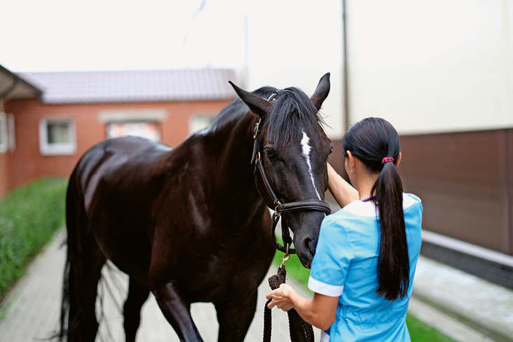 Mit einer Pferdeversicherung können Sie auch die Kosten eines Klinikaufenthalts abfedern. | © imago