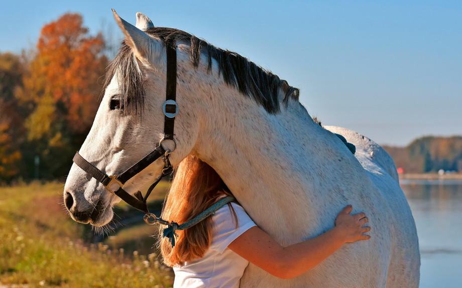 Der ethisch korrekte Umgang mit dem Pferd sollte für Reiterinnen und Reiter selbstverständlich sein. | © Pixabay